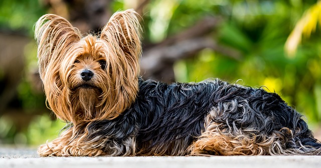 Adotta un cane, un amico non si compra si sceglie