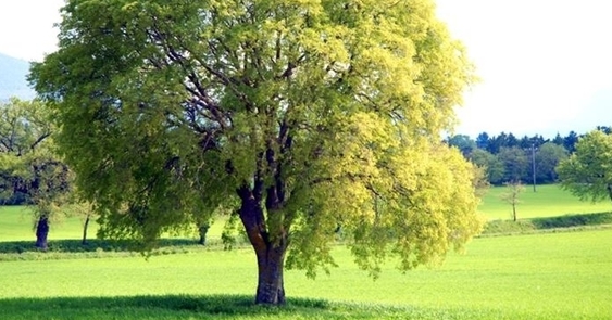 Giornata Nazionale degli Alberi 2021, 5 nuovi bagolari nel parco di via Roma