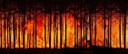 Incendi nei boschi, prorogato fino all'8 agosto in Emilia-Romagna lo stato di grave pericolosità