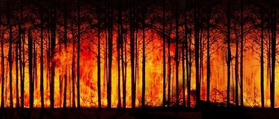 Incendi nei boschi, prorogato fino all'8 agosto in Emilia-Romagna lo stato di grave pericolosità