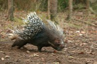 Indagine sui mammiferi semi-fossori in Emilia-Romagna