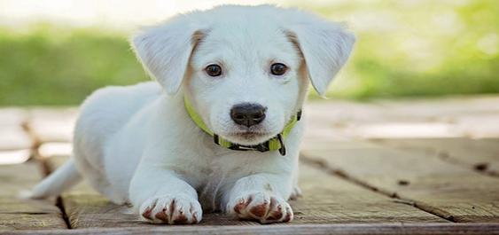 Una rinnovata Area di sgambamento per i cani