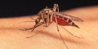 Lotta alle zanzare 2022: distribuzione gratuita del prodotto larvicida