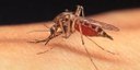 Lotta alle zanzare 2023: trattamenti e azioni intraprese