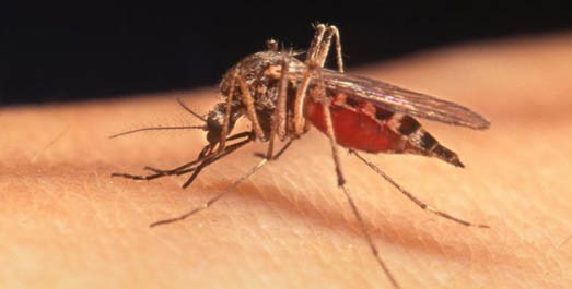 Lotta alle zanzare: un nuovo progetto con Sustenia