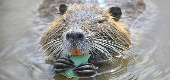 Piano di controllo delle nutrie, un corso per formare i Coadiutori che affiancheranno la Polizia della Città metropolitana