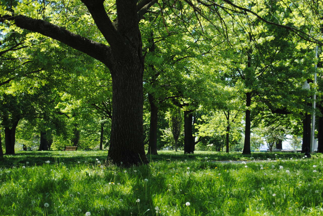 Regolamento del verde in pillole: i principi; come e quando effettuare la potatura;  la procedura da seguire se si deve abbattere un albero