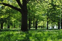 Regolamento del verde in pillole: i principi; come e quando effettuare la potatura;  la procedura da seguire se si deve abbattere un albero
